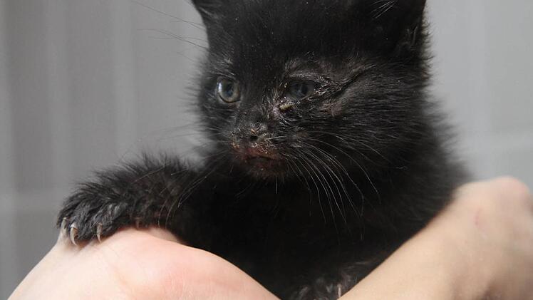 Dieses schwarze Katzenbaby wurden erst vor wenigen Tagen in einem Schuhkarton gefunden. Verklebte Augen, laufende Nasen, kranke Ohren Kennzeichnen viele Fundtiere. Fast täglich werden Tiere in erbärmlichem Zustand im Tierheim abgegeben. Fotos: Gerda Völk