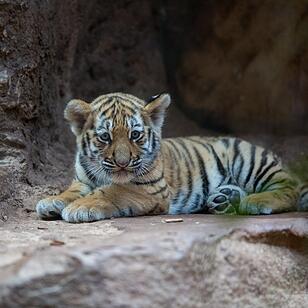 Tigergarten Nürnberg: Nachwuchs bei den Sibirischen Tigern