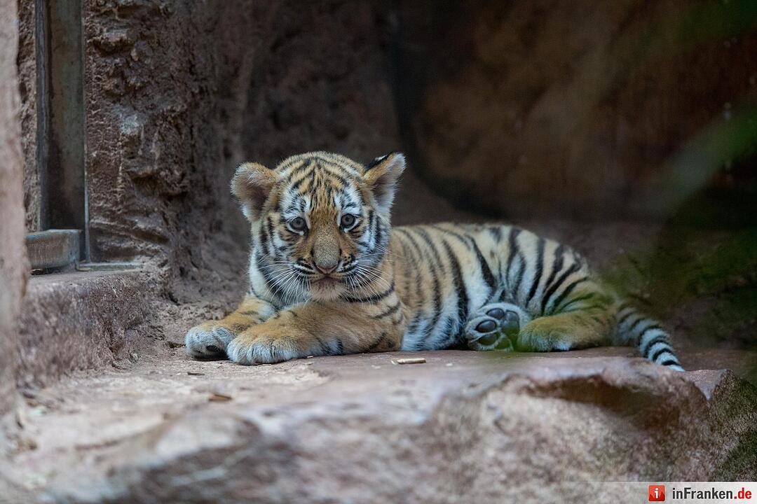 Tigergarten Nürnberg: Nachwuchs bei den Sibirischen Tigern