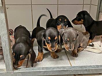 Tierheim Roth verhängt vorübergehend Aufnahmestopp: "Es wird immer schlimmer"