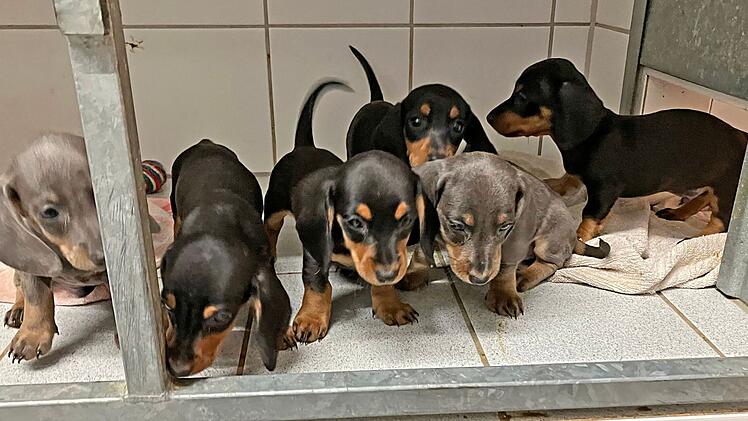 Tierheim Roth verhängt vorübergehend Aufnahmestopp: "Es wird immer schlimmer"