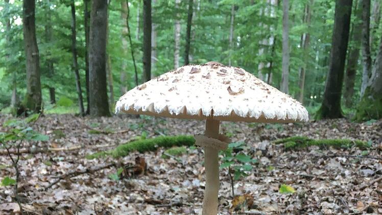 Der Gemeine Riesenschirmling, Parasol oder Riesenschirmpilz ist ein Verwandter der Champignons. Foto: Kathrin Kupka-Hahn