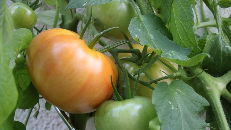 Eine schöner als die andere: Michaela Dörnhöfers TomatenDagmar Besand