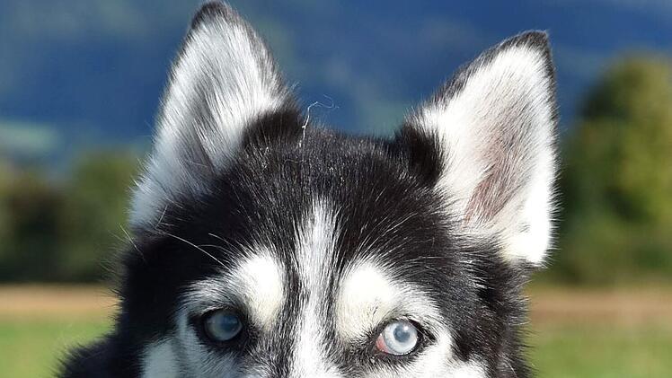 Tierheim Kronach: Trauer u "Pechvogel-Hund" Luna
