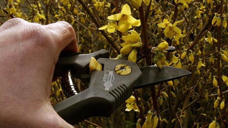 Bald muss im Garten wieder gestutzt, geschnitten und gekappt werden. Foto: imago/ecomedia/robert fishman