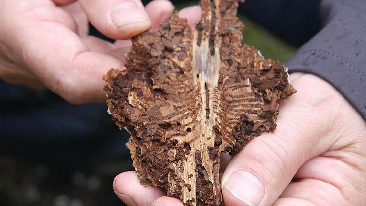 Unter der Rinde kommt das ganze Ausmaß des Befalls zutage: In diesem kleinen Stückchen Rinde befinden sich mehr als 300 Borkenkäfer. Foto: Sonja Adam
