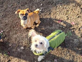 Tierheim Nürnberg: Unzertrennliches Hunde-Duo hofft auf gemeinsame Zukunft