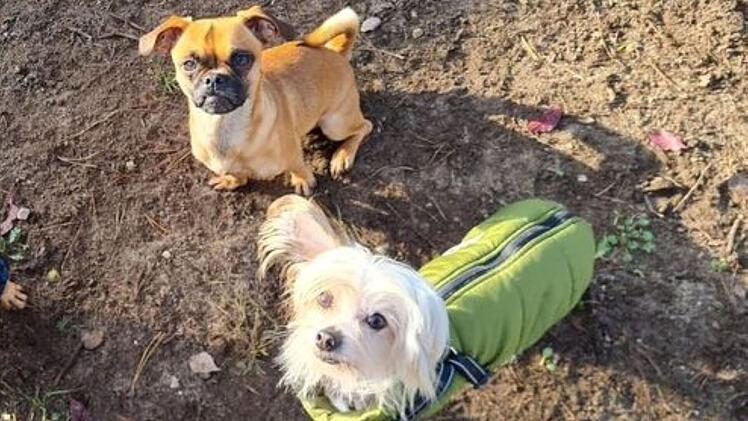 Tierheim Nürnberg: Unzertrennliches Hunde-Duo hofft auf gemeinsame Zukunft
