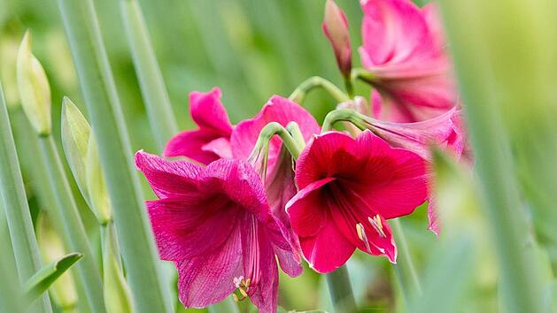 Amaryllis - Foto: Monika Skolimowska/dpa