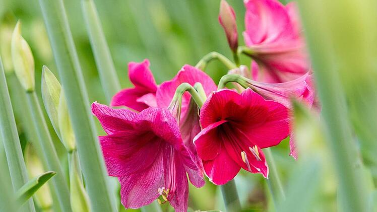 Amaryllis - Foto: Monika Skolimowska/dpa