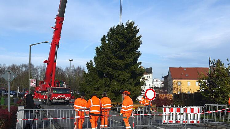Gestern  hat das  Team des städtischen Bauhofs den  Weihnachtsbaum auf den Neustadter Marktplatz gebracht.Berthold Köhler
