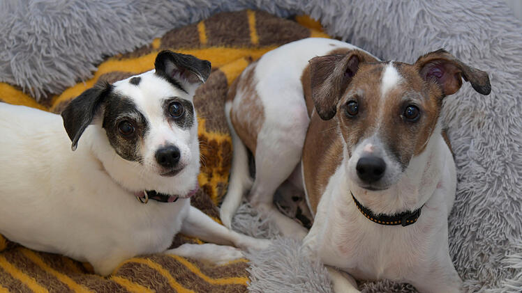 Bamberg: Hunde Bella und Sammy suchen ein gemeinsames Zuhause