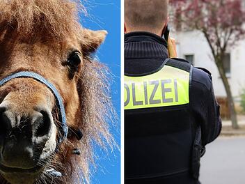 Verkehrsunfall in Hof: 78-J&auml;hrige erfasst Sulky-Gespann &ndash; Pony und Frau verletzt