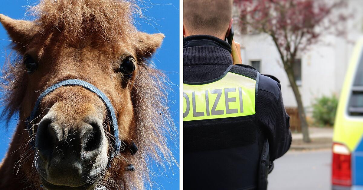 Unfall mit Pferdegespann in Hof: Seniorin fährt einfach weiter