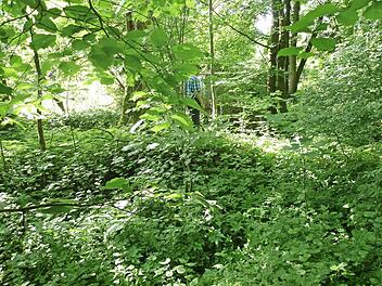 Dieser ehemalige Weiher soll schon bald geflutet werden.  Foto: privat