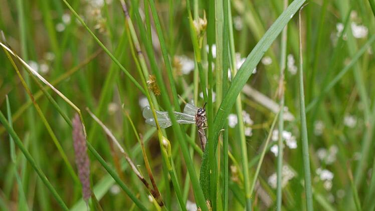 AmeisenjungferFoto: Pauline Lindner