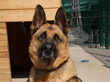 Ben sucht ein neues Zuhause. Der Deutsche Schäferhund kann in einen Haushalt mit Kindern und ist ein guter Anfängerhund. Aber bei weitem nicht alle Hunde können vermittelt werden. Foto: Thomas Malz