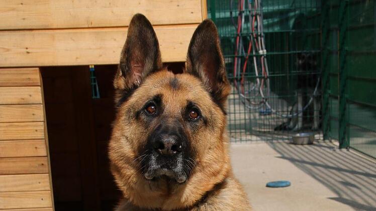 Ben sucht ein neues Zuhause. Der Deutsche Schäferhund kann in einen Haushalt mit Kindern und ist ein guter Anfängerhund. Aber bei weitem nicht alle Hunde können vermittelt werden. Foto: Thomas Malz