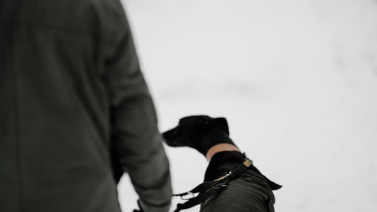 Im Landkreis Miltenberg sind eine Frau und ihr Hund von einem Auto erfasst und t&ouml;dlich verletzt worden. Symbolbild: Annie Spratt/Unsplash