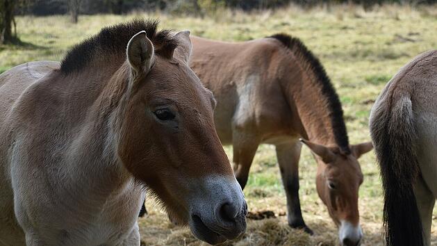 Im Naturschutzgebiet Tennenloher Forst in der N&auml;he von Erlangen kannst du Przewalski-Wildpferde hautnah erleben.