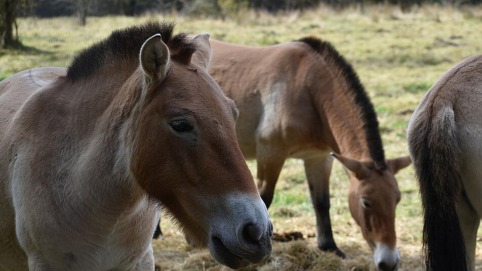 Im Naturschutzgebiet Tennenloher Forst in der Nähe von Erlangen kannst du Przewalski-Wildpferde hautnah erleben.