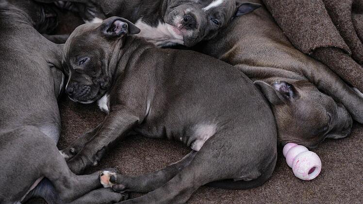 Welpen, die aus einem Tiertransporter gerettet wurden, ruhen sich am 04.03.2014 in einem Tierheim in Nürnberg (Bayern) aus. Zollbeamte haben in Nürnberg einen Welpentransport aus Osteuropa überprüft und 77 Tiere sichergestellt. Foto: David Ebener/dpa