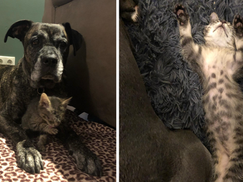 Tierheim Bamberg: Kater "aus erbärmlichen Verhältnissen" gerettet - er verlor alle Geschwister