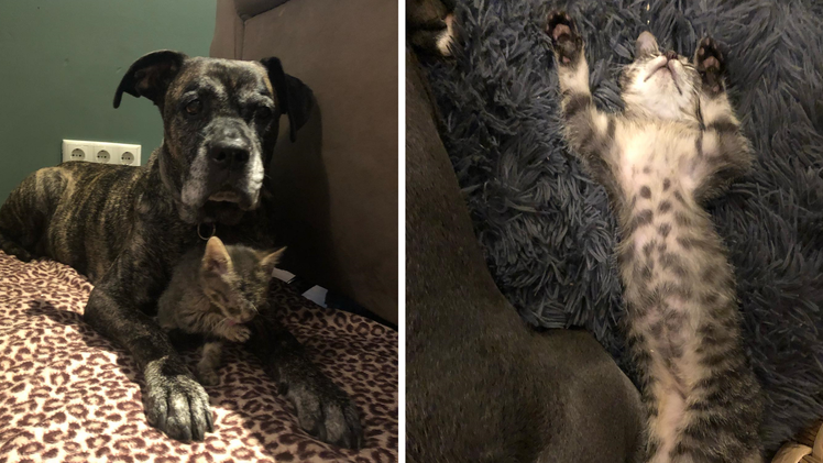 Tierheim Bamberg: Kater "aus erbärmlichen Verhältnissen" gerettet - er verlor alle Geschwister