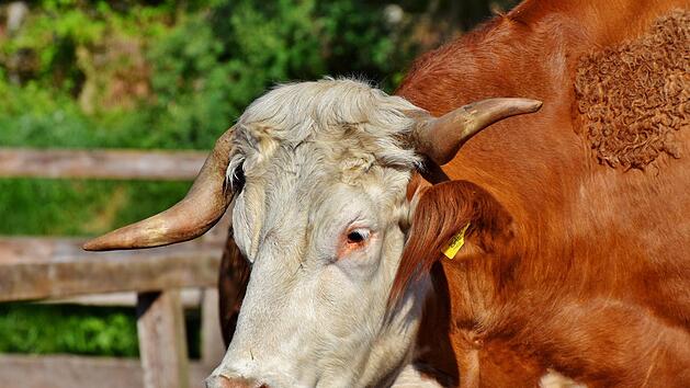 Ein ausgeb&uuml;xter 800 Kilogramm schwerer Bulle sorgte am Montagmittag in der Innenstadt von Bad Br&uuml;ckenau f&uuml;r Aufsehen.
