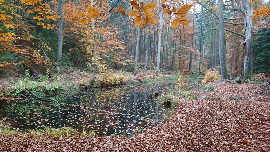 Die schönsten Fotos im Herbst aus Coburg und Umgebung