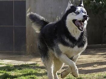 Streunender Husky  Symbolfoto: pixabay.com/LynetteC