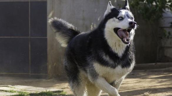 Streunender Husky  Symbolfoto: pixabay.com/LynetteC