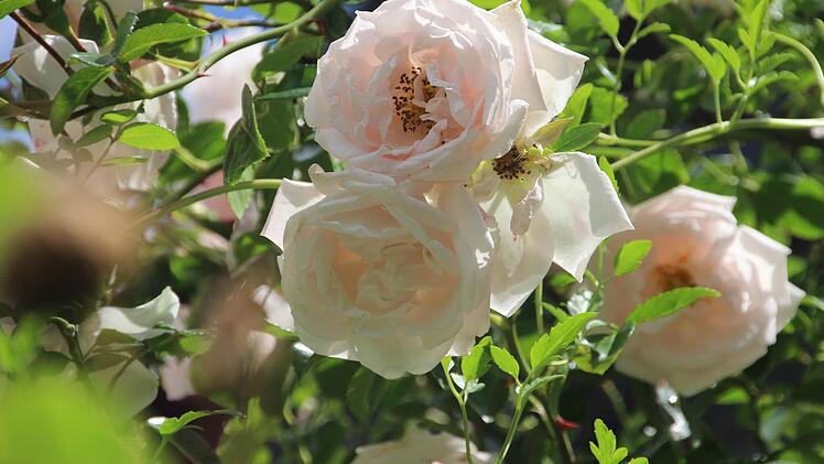 Ihr Name ist Programm: "Hauch in Rosa" heißt diese Kletterrose. Foto: Diana Fuchs