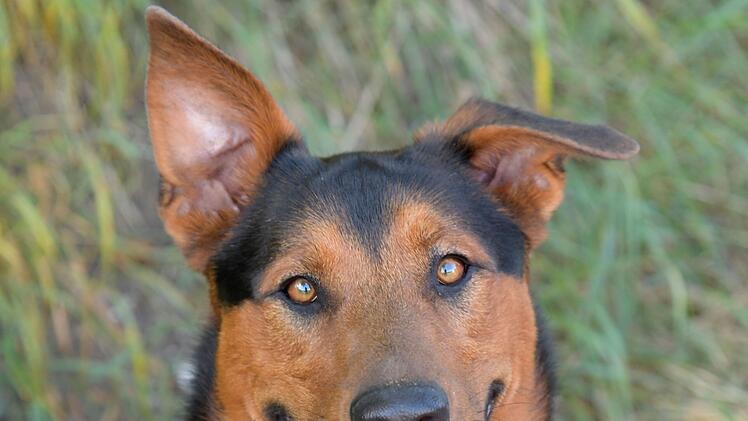 Tierheim Bamberg: Energiegeladener Hund Thor sucht aktives Zuhause