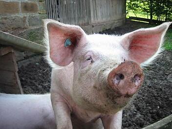 Geliebt, gepflegt - und geschlachtet. Schweine haben bei Henigs ein glückliches, aber kurzes, Leben.  Foto: p