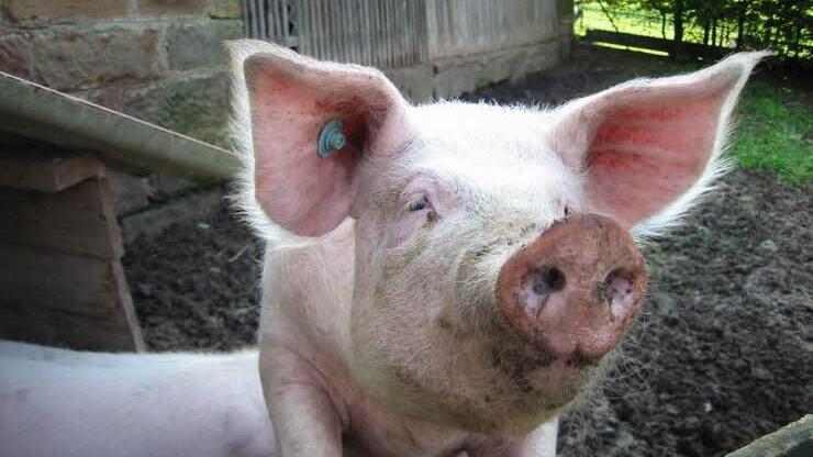 Geliebt, gepflegt - und geschlachtet. Schweine haben bei Henigs ein glückliches, aber kurzes, Leben.  Foto: p