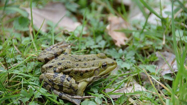 Ein Teichfrosch.Elisabeth Assmann