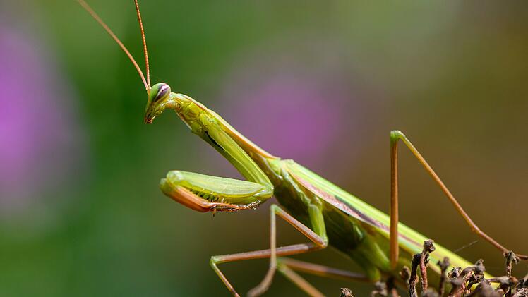 Europ&auml;ische Gottesanbeterin