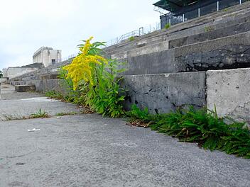 Unkraut macht sich auf der Tribüne breit. Foto: Nikolas Pelke