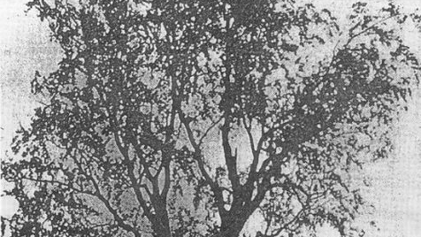 Aus dem Jahr 1898 stammt das einzige Foto, das die Riesenbuche bei Wildenberg zeigt.  Repro: Alexander Grahl