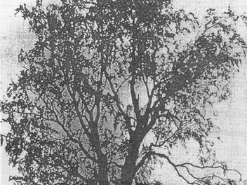 Aus dem Jahr 1898 stammt das einzige Foto, das die Riesenbuche bei Wildenberg zeigt.  Repro: Alexander Grahl