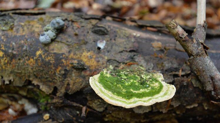 Geschützt - nicht geschützt - doch geschützt? Vor lauter Buchen ist der Steigerwald oft nicht mehr klar zu sehen. Foto: Ronald Rinklef