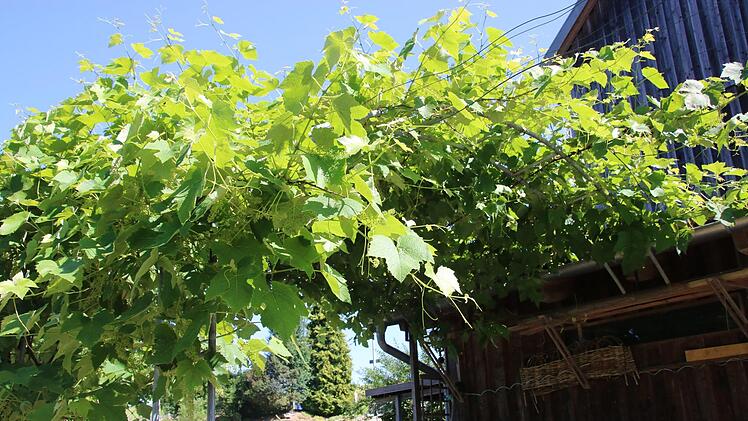 Blick in den Garten von Rainer und Rosi Gilke. Foto: Jürgen Gärtner