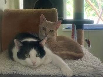 Tierheim Bamberg mit Aufruf für Katzenpaar: Henri liebt Sissi