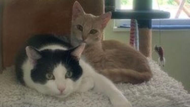 Tierheim Bamberg mit Aufruf für Katzenpaar: Henri liebt Sissi