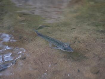 In der Schwabach angekommen Foto: Oliver J&uuml;sten