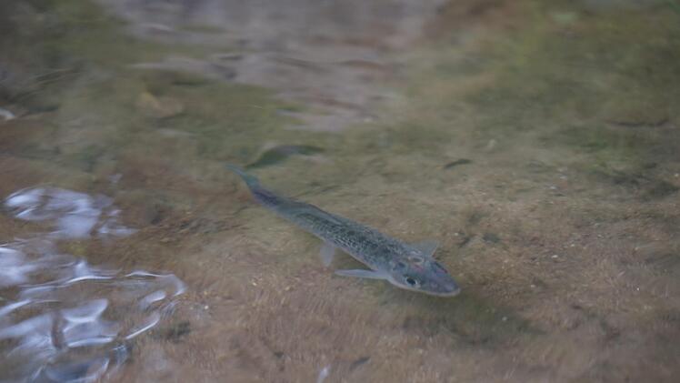 In der Schwabach angekommen Foto: Oliver J&uuml;sten