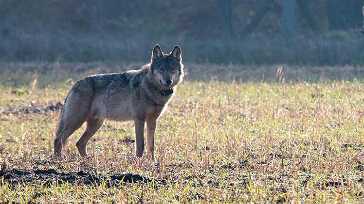 Ein Passant will am Sonntag einen Wolf bei Unterölschnitz gesehen haben. Symbolbild: Konstantin Knorr/dpa