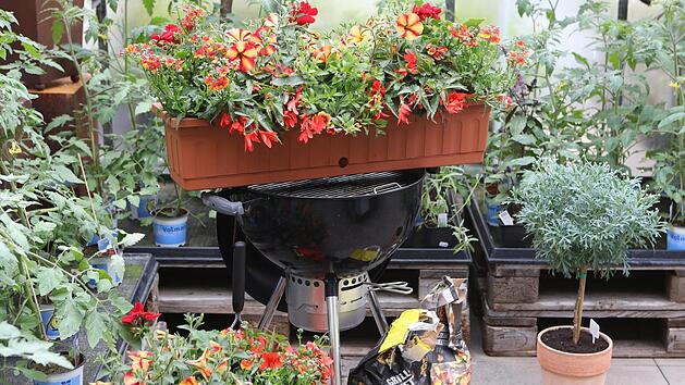 Sabine Gr&uuml;ndler von der Bamberger G&auml;rtnerei B&ouml;hmerwiese dachte an Sommerglut, an hei&szlig;e Tage und Grillabende, als sie die Blumen f&uuml;r diesen Kasten zusammenstellte. Foto: Barbara Herbst