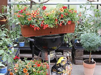 Sabine Gründler von der Bamberger Gärtnerei Böhmerwiese dachte an Sommerglut, an heiße Tage und Grillabende, als sie die Blumen für diesen Kasten zusammenstellte. Foto: Barbara Herbst